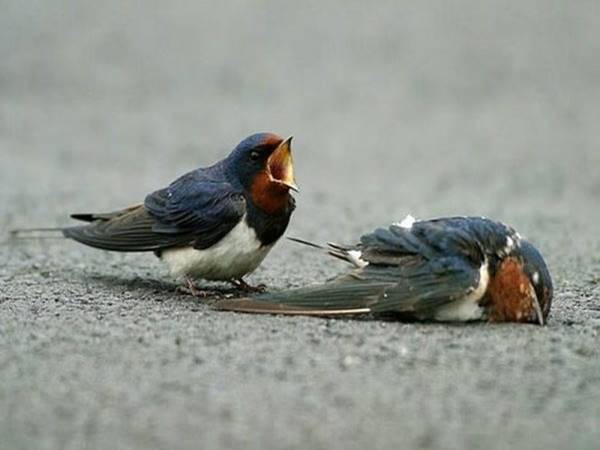 Mơ thấy chim én là điềm báo gì và con số may mắn