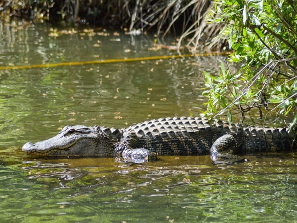 Giấc mơ thấy cá sấu may hay rủi đánh con gì sớm tậu nhà lầu xe hơi?