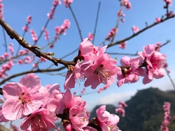 Giấc mơ thấy hoa đào tốt hay xui đánh con gì hợp tuổi phát tài?