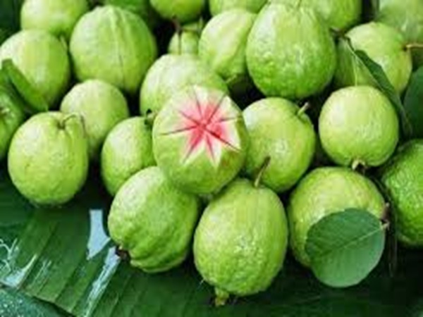 3. Những lưu ý khi uống trà lá ổi giảm cân