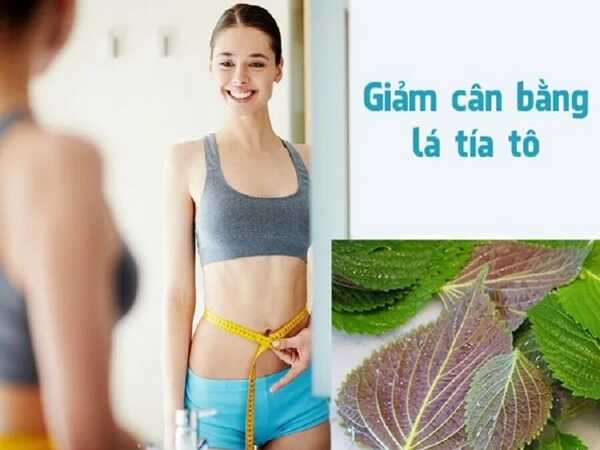 Giảm cân bằng lá tía tô có thực sự hiệu quả như lời đồn?