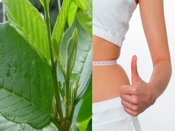 2. Tham khảo cách giảm cân bằng lá ổi hiệu quả tại nhà