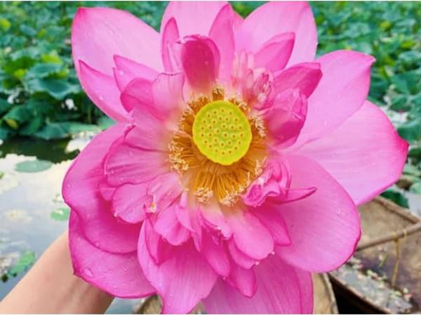 Những đối tượng phù hợp với phương pháp ủ tóc bằng hoa sen