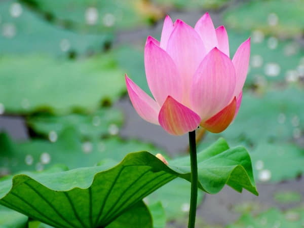 Vì sao nên ủ tóc bằng hoa sen
